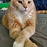 cat, orange_tabby, pet, animal, feline, bed, paws, crossed_paws, indoor, resting, cute, fur, whiskers, ears, eyes, calm, cozy, blanket, furniture, domestic