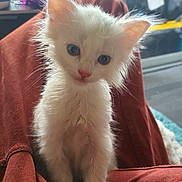 Miette joined the competition — help win amazing prizes! blanket, blue_eyes, cable, carpet, cat, close_up, clothing, curious, floor, indoor, kitten, lap, pet, portrait, red_cloth, sitting, small_animal, white_cat, white_fur, window