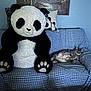 plush_panda, giant_toy, gray_cat, tabby_cat, couch, blue_checkered, pillow, living_room, indoor, relaxed_cat, stuffed_animal, furniture, home_decor, cozy, cat_lying, soft_toy, animal_theme, pet, cute, resting