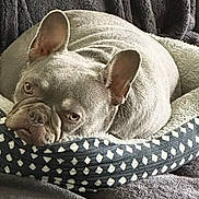 Izzy joined the competition — help win amazing prizes! dog, french_bulldog, pet_bed, cozy, resting, indoor, canine, ears, fur, animal, blanket, comfort, cute, domestic_animal, face, head, lying_down, mammal, nap, relaxed