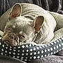 dog, french_bulldog, pet_bed, cozy, resting, indoor, canine, ears, fur, animal, blanket, comfort, cute, domestic_animal, face, head, lying_down, mammal, nap, relaxed
