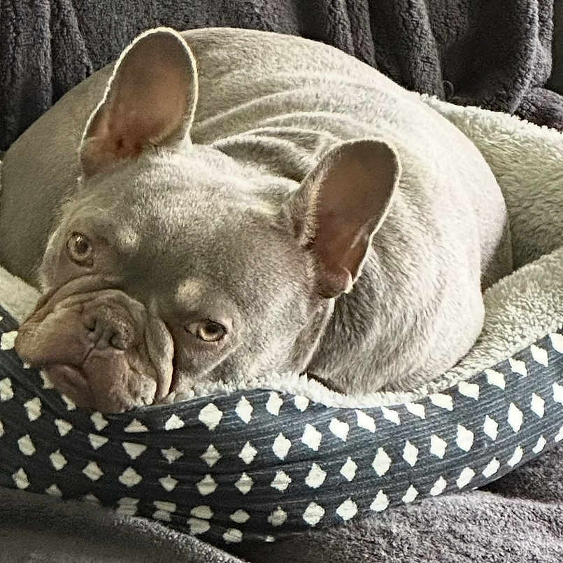 Izzy joined the competition — help win amazing prizes! animal, blanket, canine, comfort, cozy, cute, dog, domestic_animal, ears, face, french_bulldog, fur, head, indoor, lying_down, mammal, nap, pet_bed, relaxed, resting