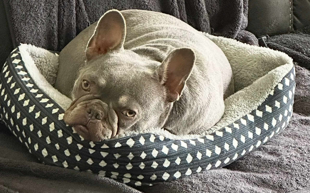 Izzy joined the competition — help win amazing prizes! dog, french_bulldog, pet_bed, cozy, resting, indoor, canine, ears, fur, animal, blanket, comfort, cute, domestic_animal, face, head, lying_down, mammal, nap, relaxed