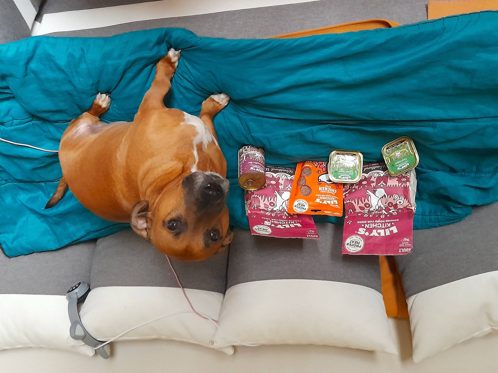 Roy a rejoint le concours — aidez-le/la à gagner de superbes lots ! bag, bedding, canidae, carnivore, comfort, companion_dog, couch, dog, dog_breed, dog_supply, fawn, linens, mammal, orange, pillow, room, sporting_group, throw_pillow, toy, toy_dog