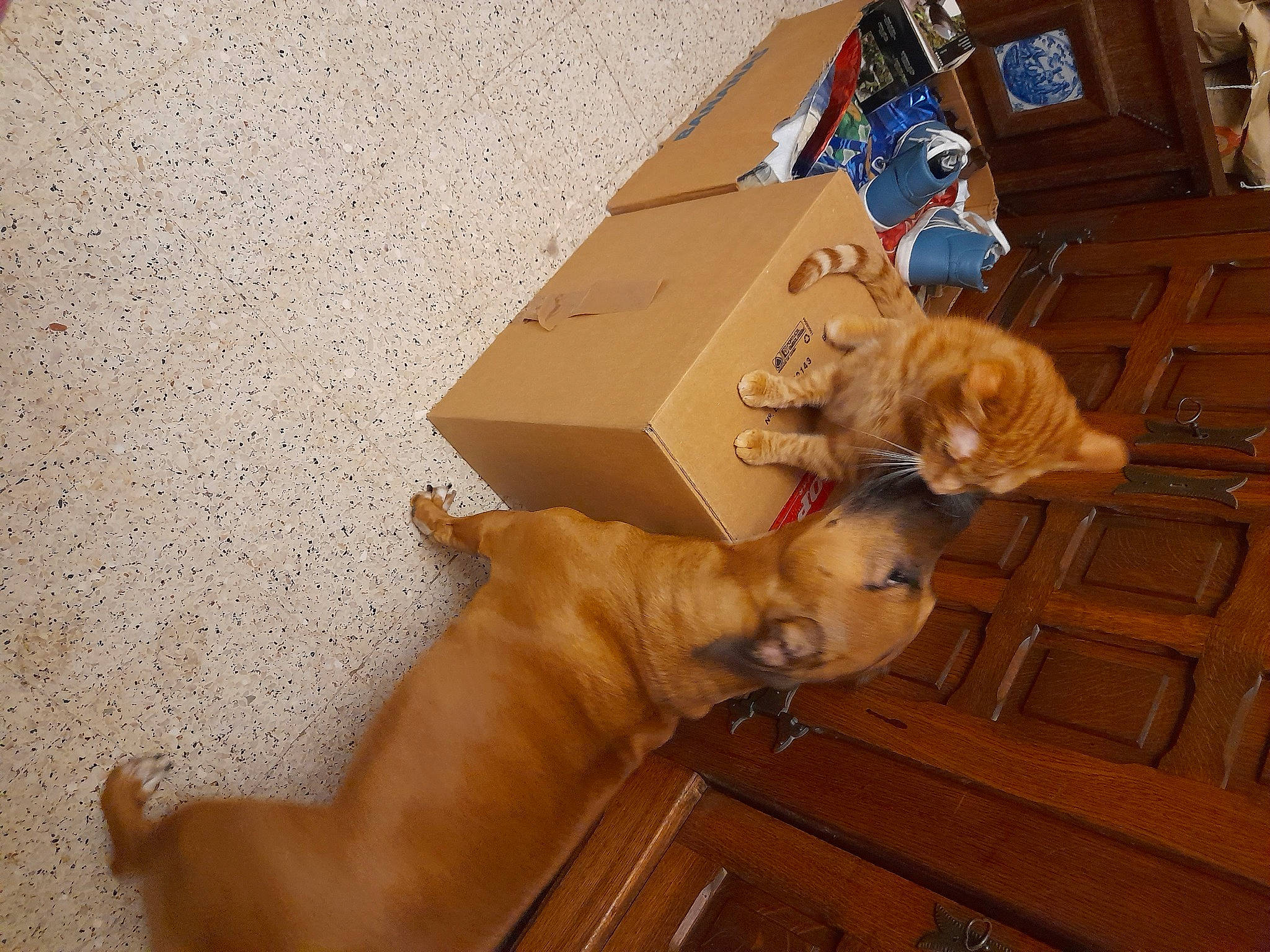 Roy a rejoint le concours — aidez-le/la à gagner de superbes lots ! art, box, cabinetry, carnivore, companion_dog, dog, dog_breed, drawer, fawn, flooring, hardwood, liver, pet_supply, shipping_box, sporting_group, toy, vertebrate, wood, wood_stain, working_animal