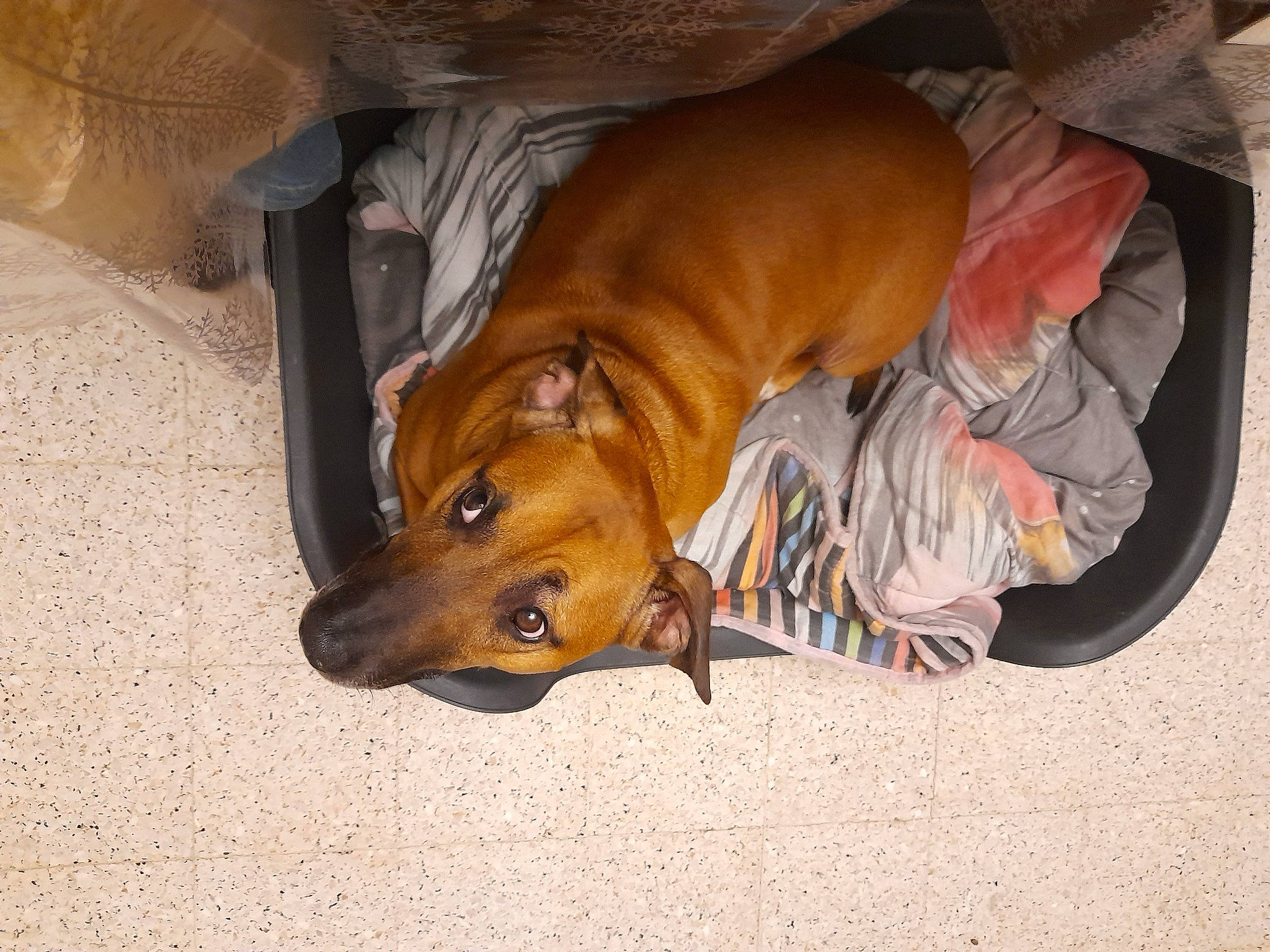 Roy participe au concours pour gagner de l'argent avec cette photo : canidae, carnivore, comfort, companion_dog, dog, dog_breed, dog_supply, fawn, flooring, hardwood, non_sporting_group, paw, snout, sporting_group, terrestrial_animal, whiskers, wood, working_animal