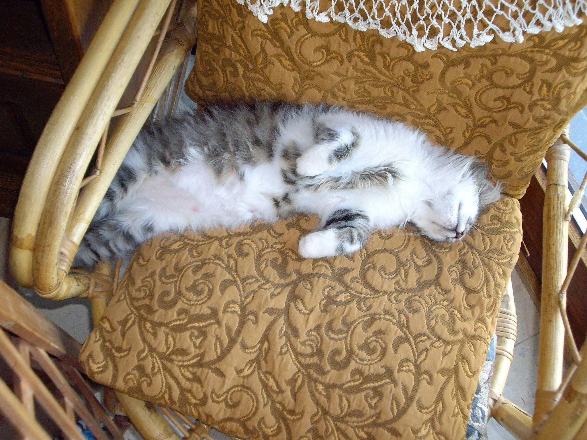 Câline participe au concours pour gagner de l'argent avec cette photo : bag, basket, carnivore, cat, cat_bed, cat_furniture, cat_supply, comfort, couch, domestic_short_haired_cat, fawn, felidae, fur, hardwood, nap, small_to_medium_sized_cats, tail, whiskers, wicker, wood