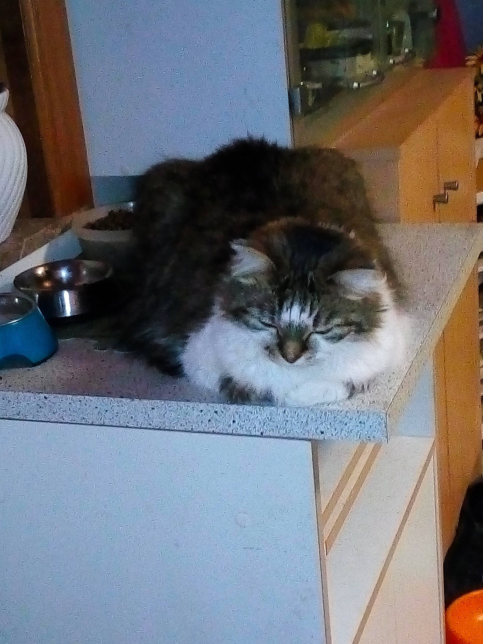 Câline a rejoint le concours — aidez-le/la à gagner de superbes lots ! box, cardboard, carnivore, cat, domestic_short_haired_cat, felidae, flooring, fur, hardwood, packaging_and_labeling, paper, paper_product, publication, room, small_to_medium_sized_cats, tableware, tail, whiskers, wood