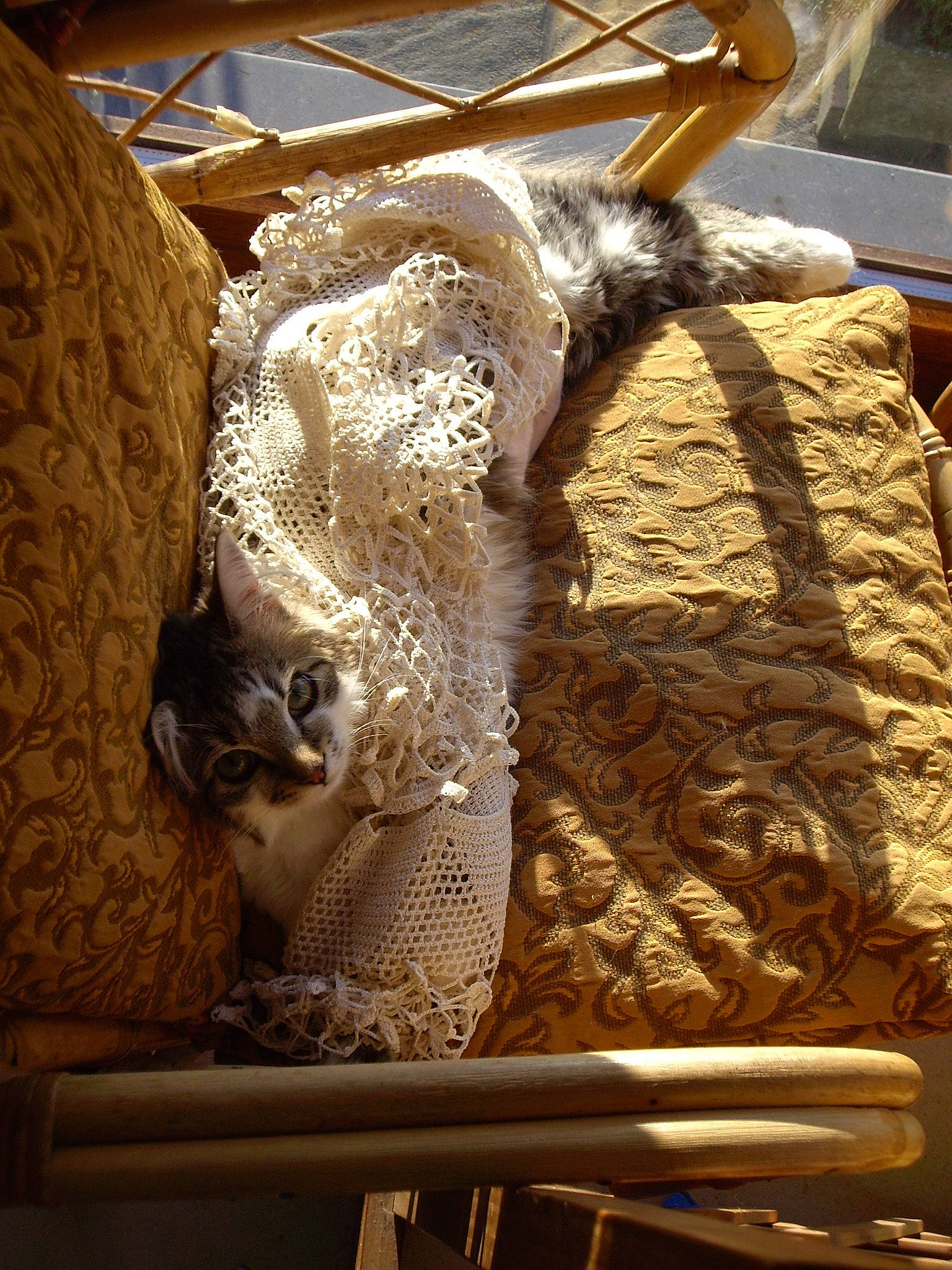 Câline participe au concours pour gagner de l'argent avec cette photo : ancient_history, antique, art, artifact, carving, cat, chair, felidae, fur, history, metal, relief, room, sculpture, small_to_medium_sized_cats, statue, stone_carving, tourist_attraction, visual_arts, wood