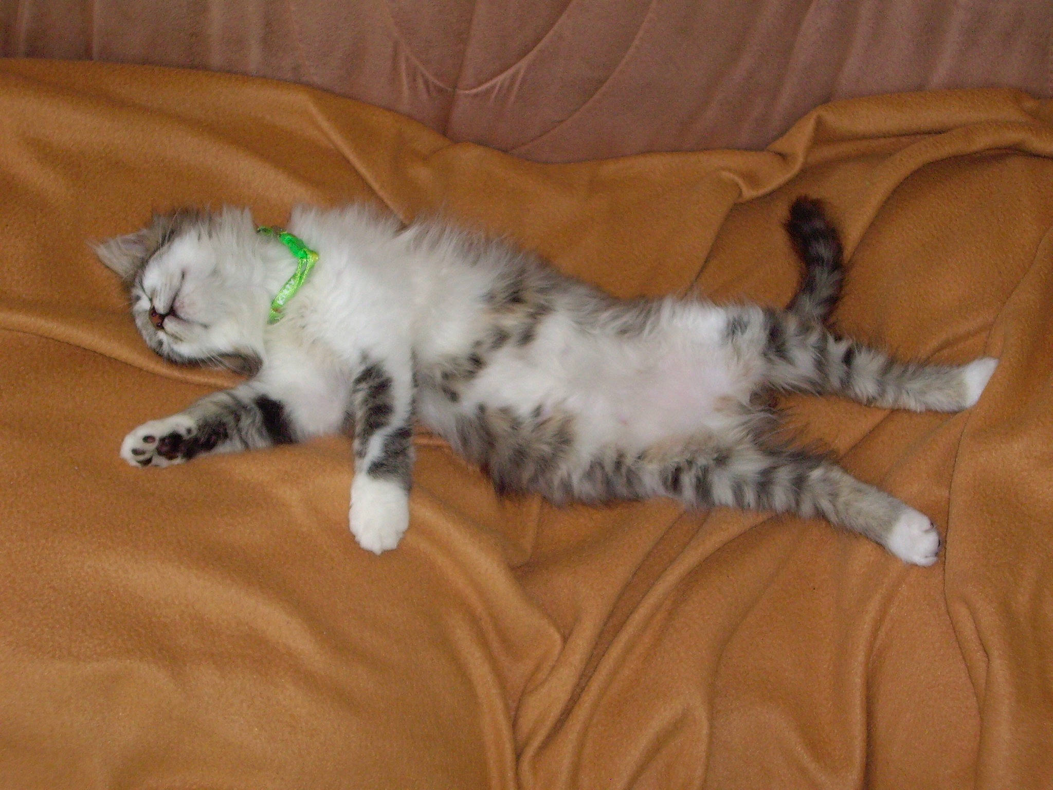 Câline a rejoint le concours — aidez-le/la à gagner de superbes lots ! carnivore, cat, claw, comfort, companion_dog, dog_breed, domestic_short_haired_cat, fawn, felidae, fur, hardwood, nap, paw, small_to_medium_sized_cats, snout, tail, terrestrial_animal, vertebrate, whiskers