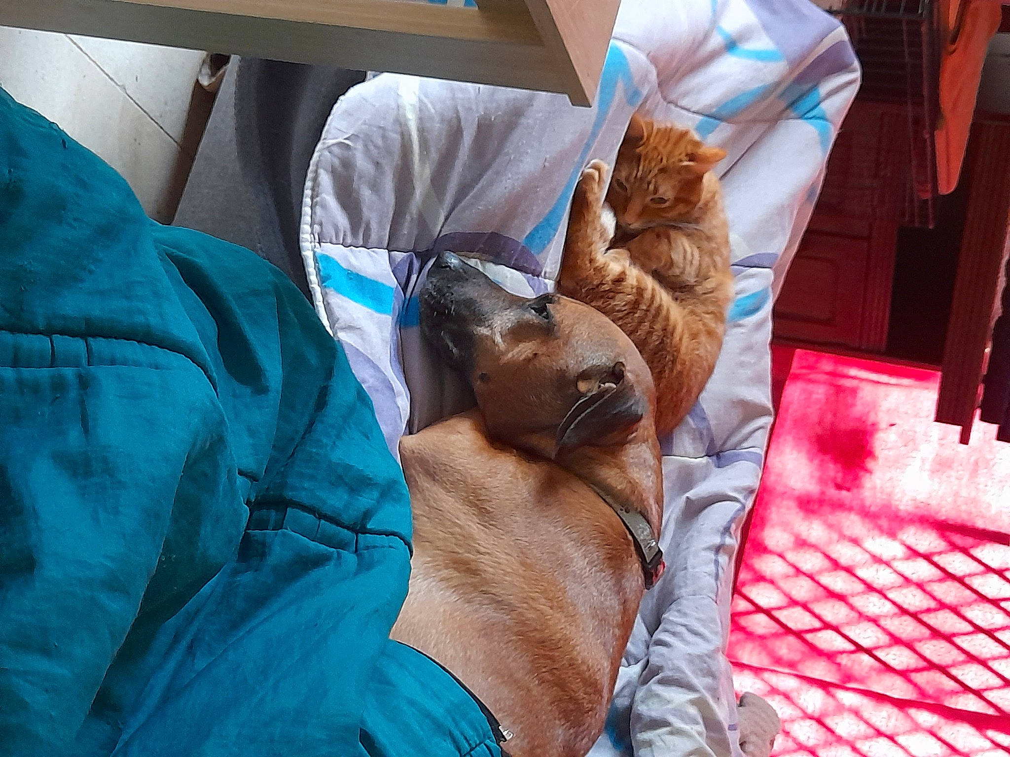 Popeye a rejoint le concours — aidez-le/la à gagner de superbes lots ! bedding, carnivore, cat, comfort, companion_dog, domestic_short_haired_cat, fawn, felidae, fur, human_leg, knee, lap, linens, nap, sitting, small_to_medium_sized_cats, sporting_group, textile, thigh, whiskers