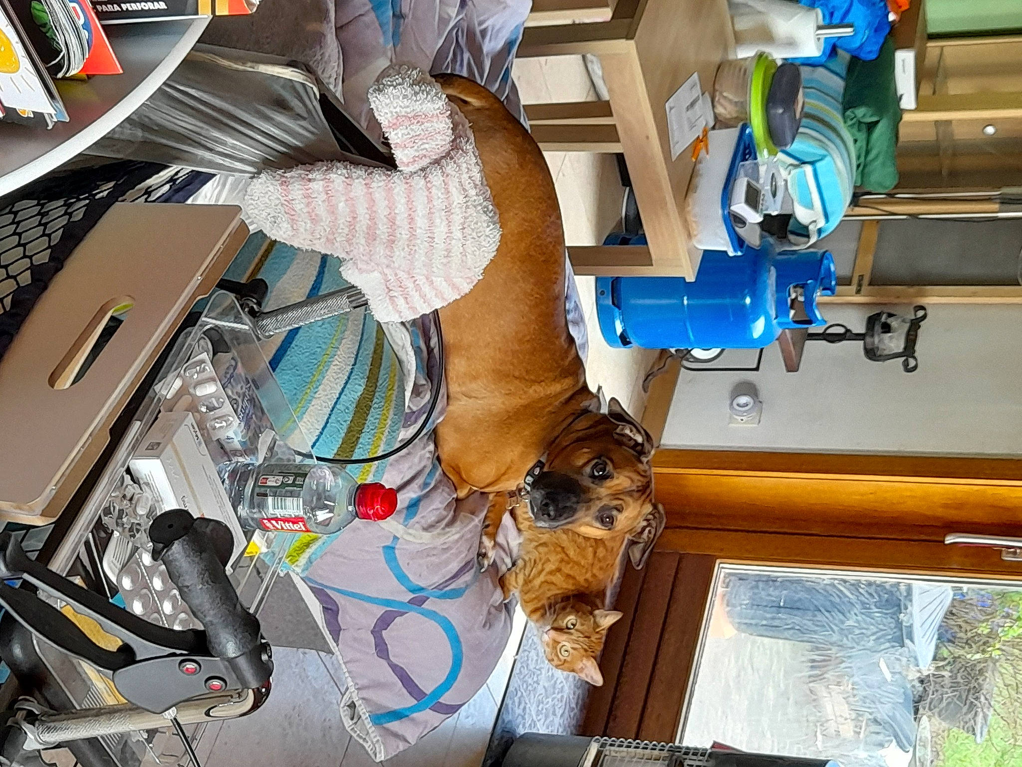 Popeye a rejoint le concours — aidez-le/la à gagner de superbes lots ! audio_equipment, auto_part, bag, cable, canidae, carnivore, companion_dog, computer_component, computer_hardware, dog, dog_breed, electrical_supply, electrical_wiring, engineering, fawn, machine, sporting_group, wire, wood, working_animal