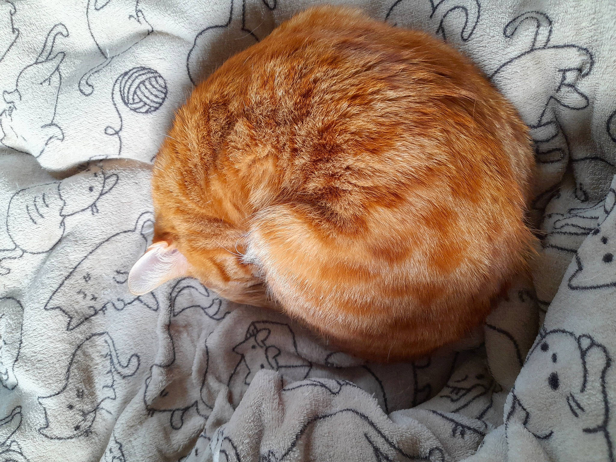 Popeye a rejoint le concours — aidez-le/la à gagner de superbes lots ! bedding, carnivore, cat, cat_supply, comfort, domestic_short_haired_cat, fawn, felidae, flooring, fur, linens, nap, pattern, peach, small_to_medium_sized_cats, snout, tail, terrestrial_animal, whiskers, wood