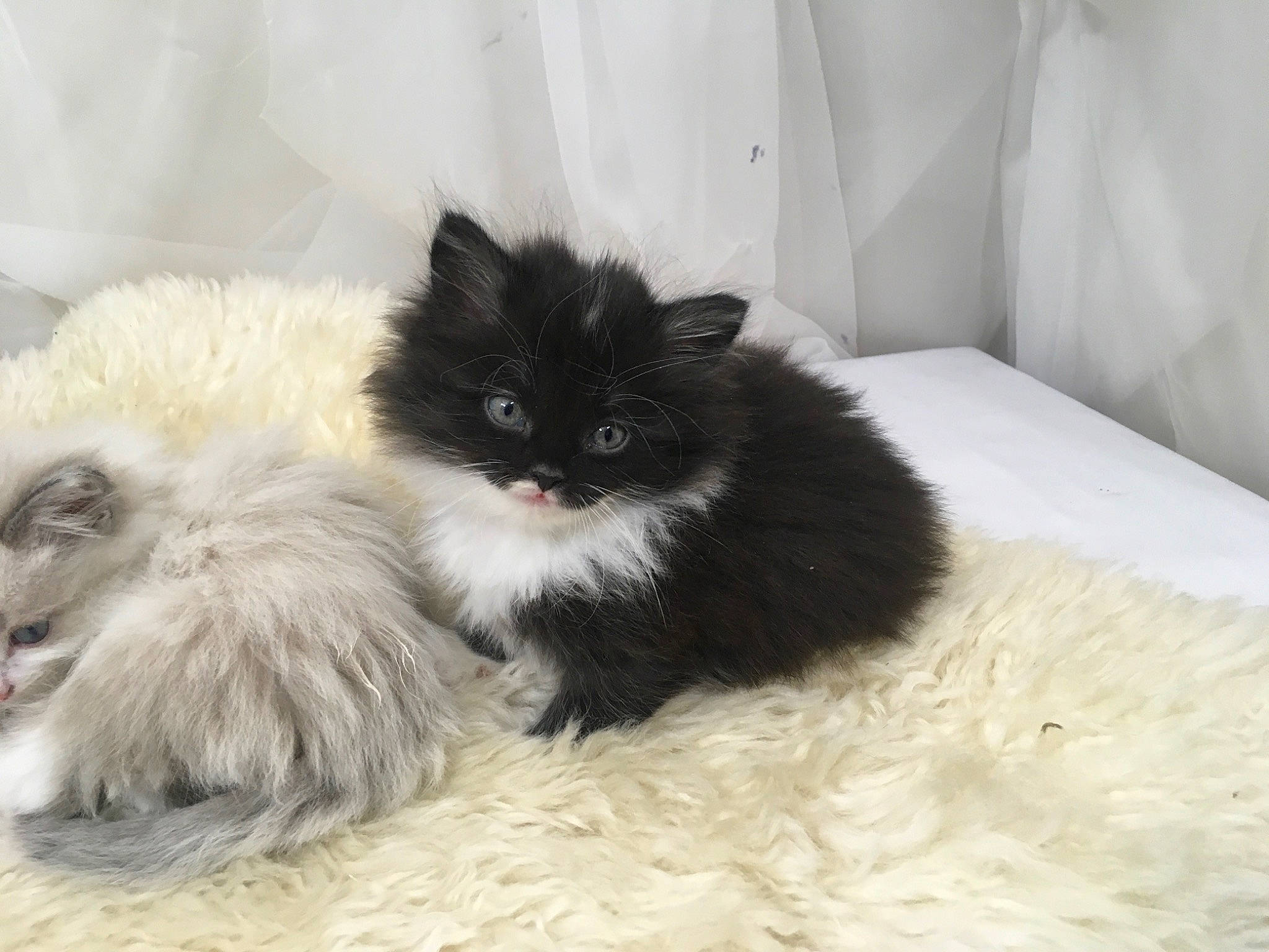 Binx is registered to the contest to win money with this photo: black_cat, british_longhair, canidae, carnivore, cat, claw, comfort, companion_dog, dog_breed, felidae, fur, grey, mammal, paw, ragdoll, small_to_medium_sized_cats, tail, terrestrial_animal, whiskers