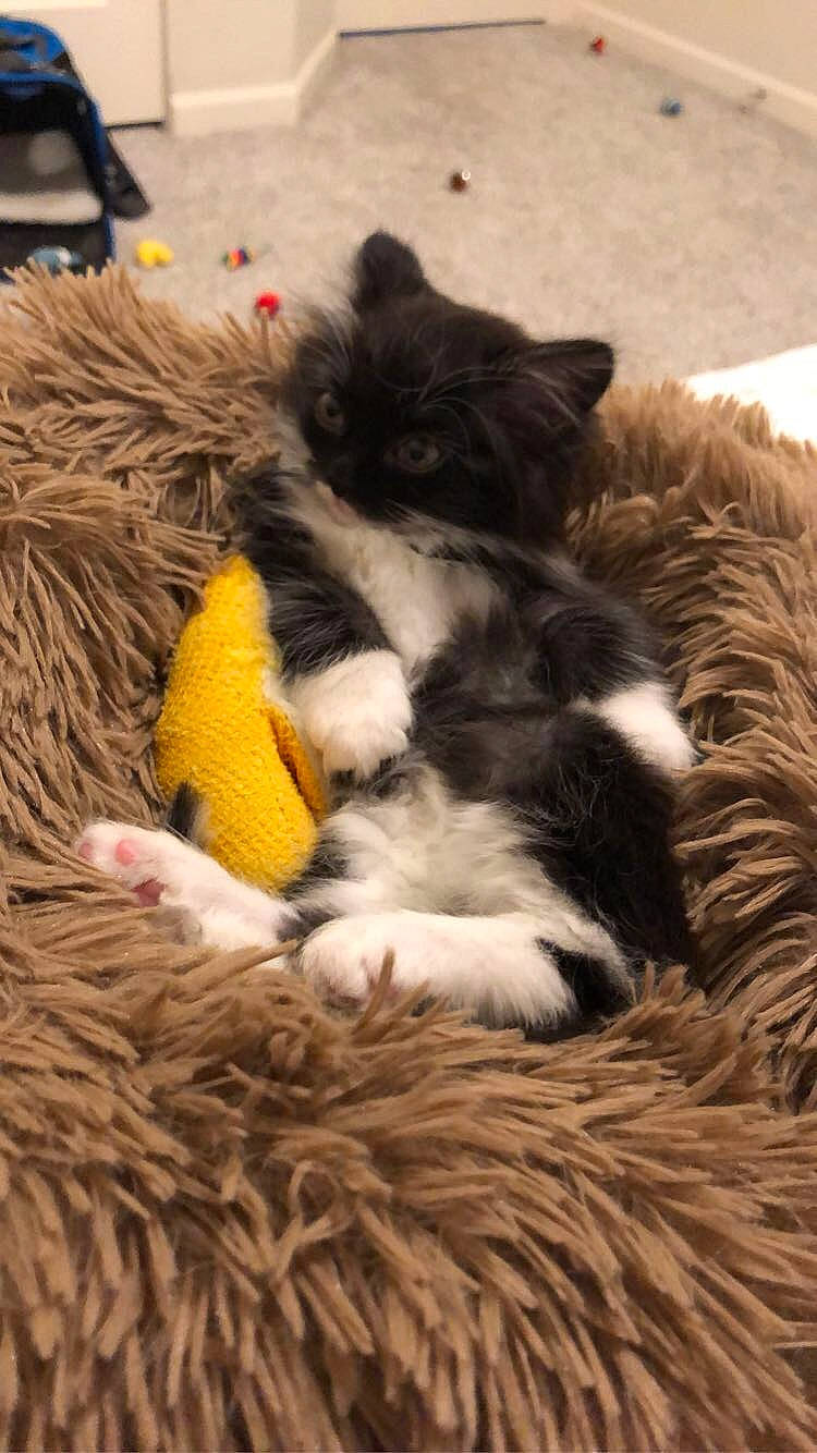 Binx is registered to the contest to win money with this photo: canidae, carnivore, cat, cat_bed, cat_supply, claw, comfort, companion_dog, dog_breed, fawn, felidae, fur, nap, paw, small_to_medium_sized_cats, snout, sporting_group, tail, terrestrial_animal, whiskers