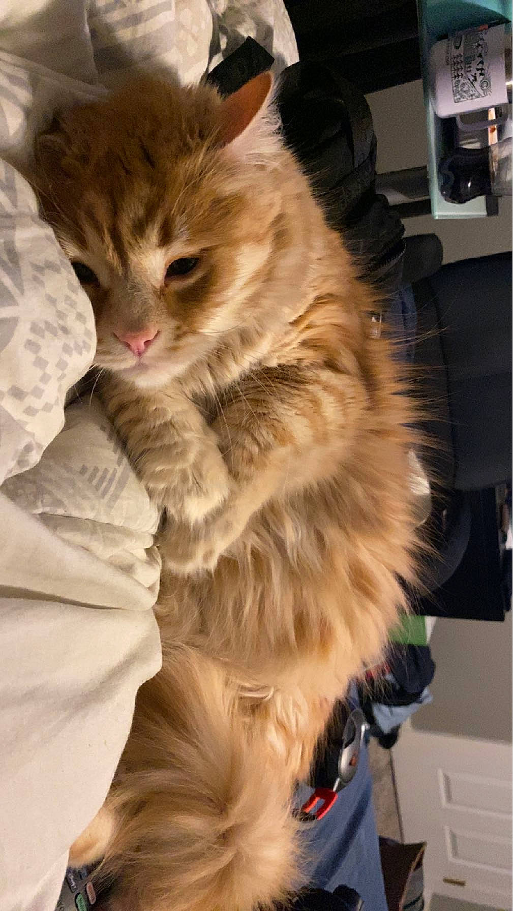 Harvey is registered to the contest to win money with this photo: box, british_longhair, cabinetry, carnivore, cat, claw, comfort, domestic_short_haired_cat, fawn, felidae, fur, maine_coon, paw, small_to_medium_sized_cats, snout, tail, terrestrial_animal, whiskers