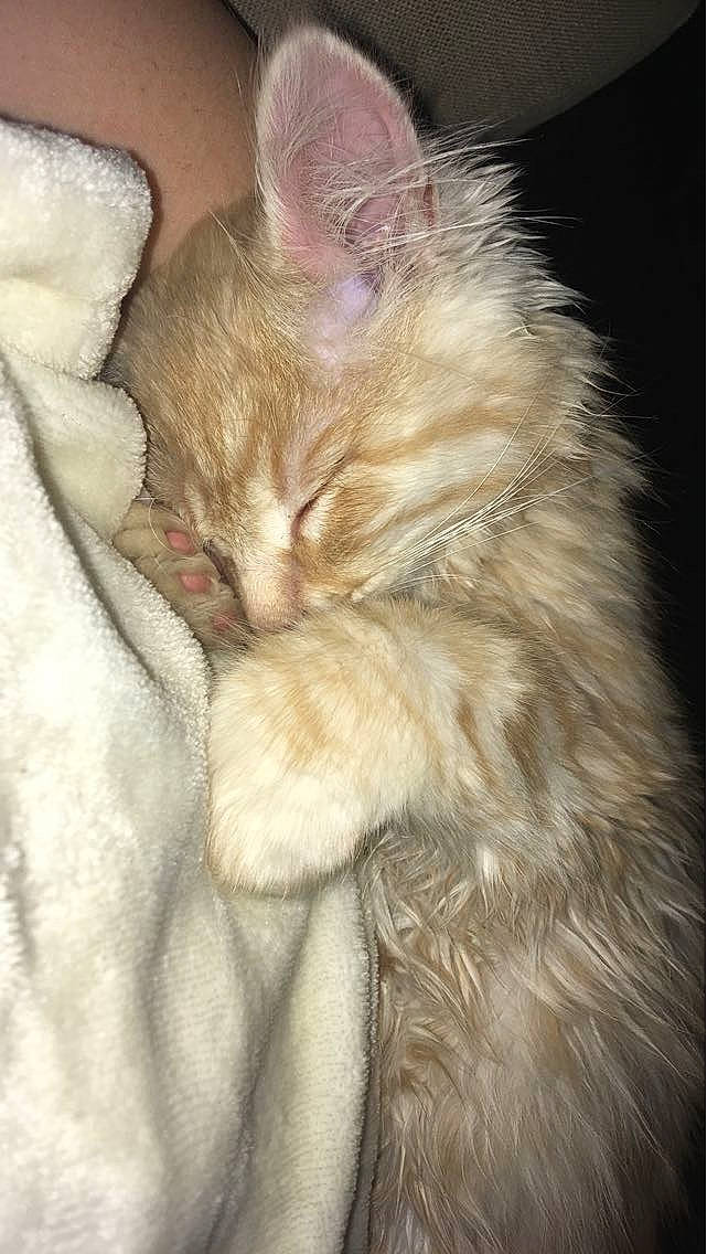 Harvey is registered to the contest to win money with this photo: carnivore, cat, claw, comfort, domestic_short_haired_cat, fawn, felidae, fur, nap, natural_material, paw, small_to_medium_sized_cats, tail, whiskers