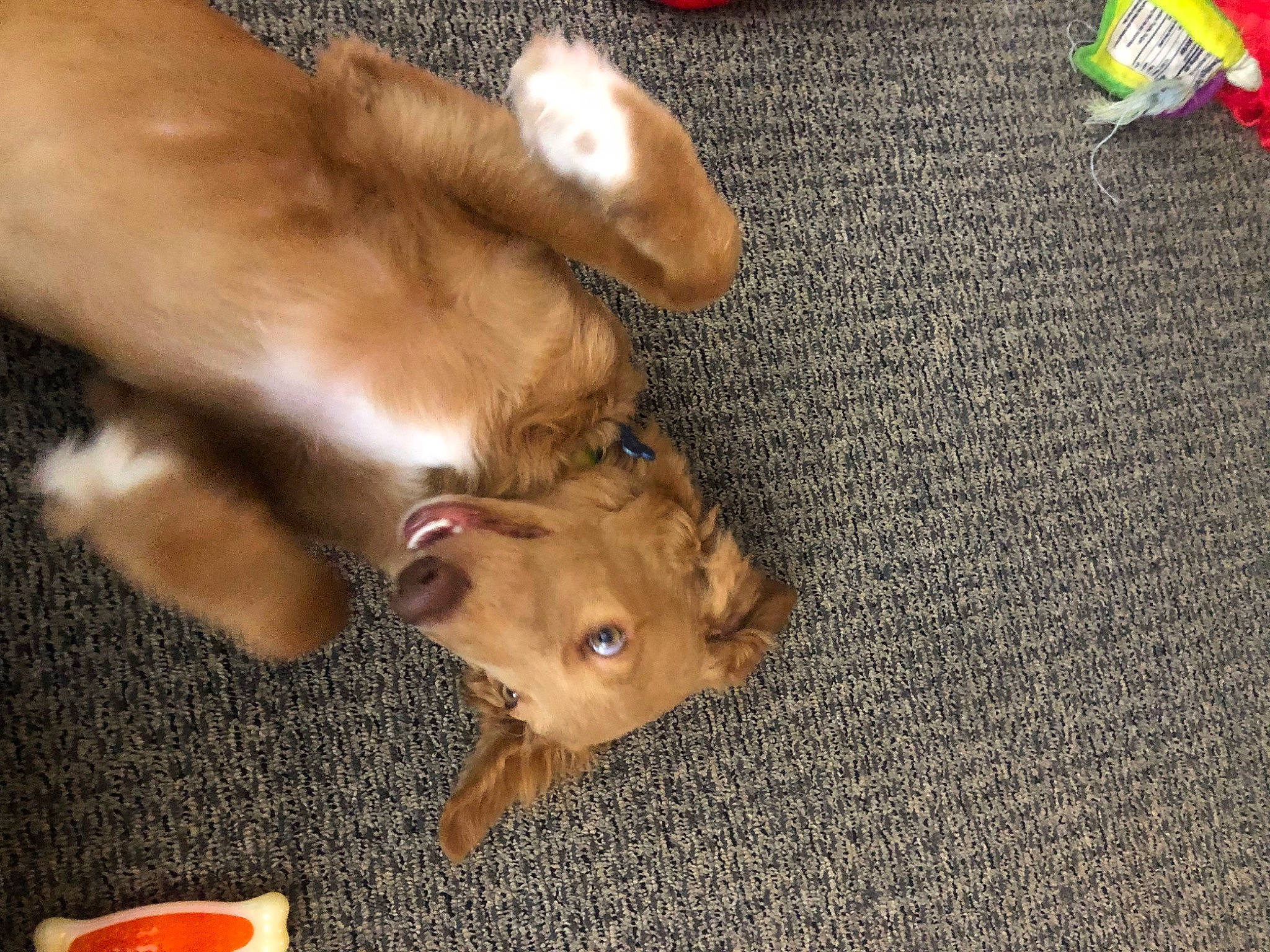 Blue And Fiona joined the competition — help win amazing prizes! bay_breeze, carnivore, companion_dog, cup, dog, dog_breed, ear, fawn, felidae, fur, iced_tea, liver, paw, small_to_medium_sized_cats, tableware, tail, toy_dog, watch, whiskers, working_animal