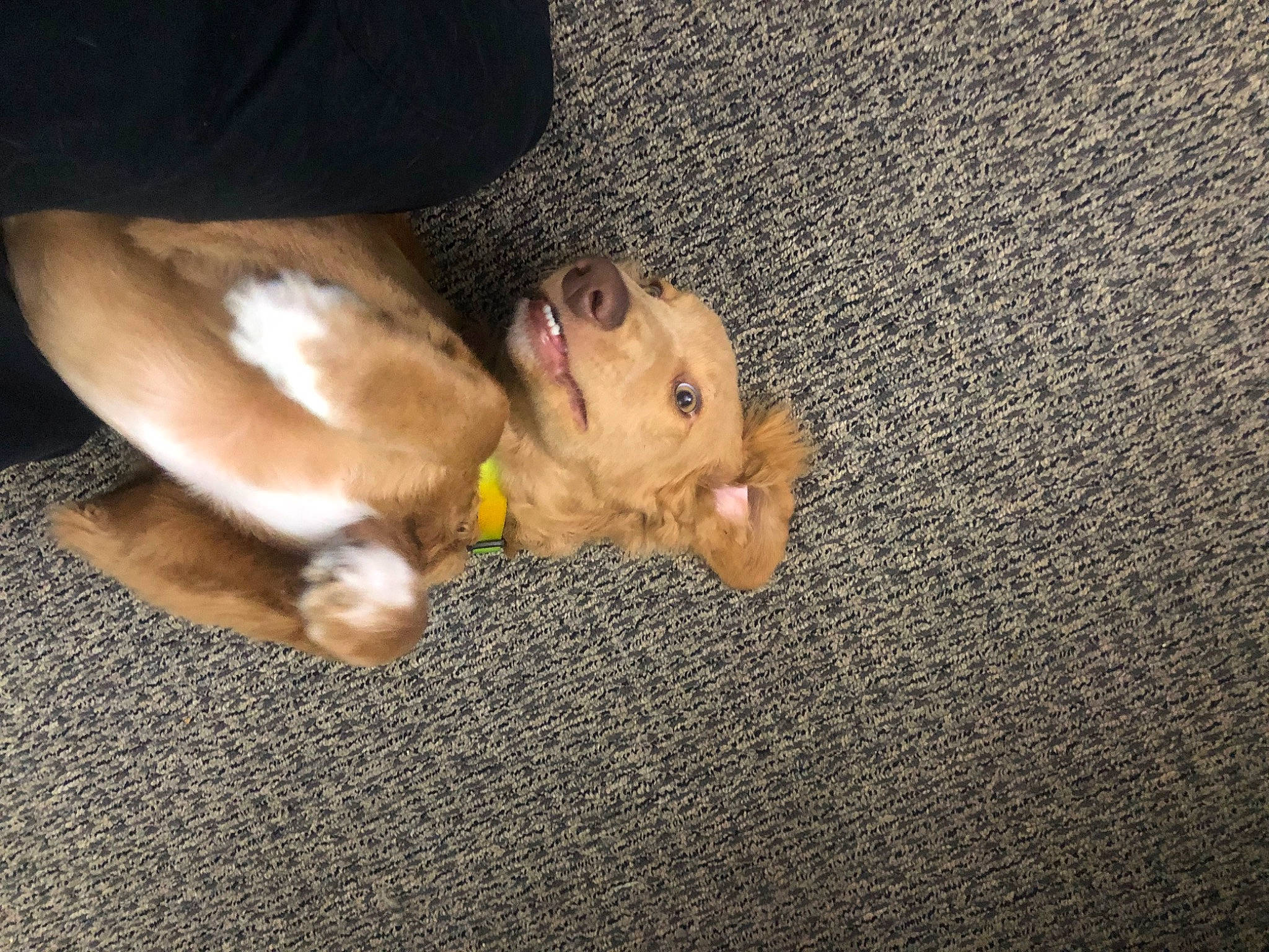 Blue And Fiona is registered to the contest to win money with this photo: canidae, carnivore, comfort, companion_dog, dog, dog_breed, ear, fawn, flooring, fur, human_leg, paw, sporting_group, tail, whiskers, wood