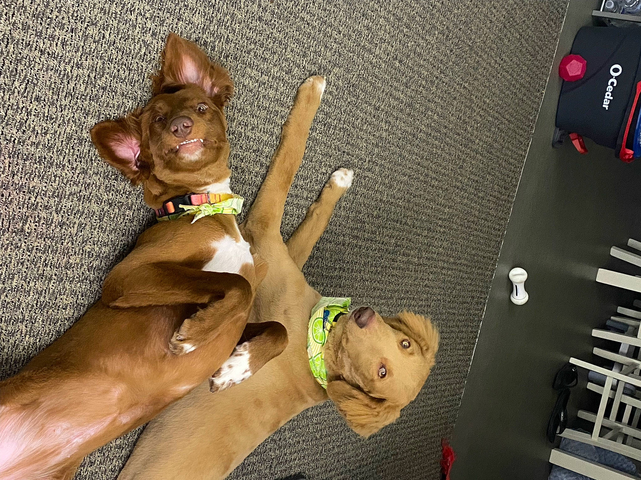 Blue And Fiona joined the competition — help win amazing prizes! carnivore, companion_dog, dog_breed, eyewear, fawn, felidae, finger, foot, gesture, hand, happy, human_body, human_leg, nail, sunglasses, thigh, thumb, toy, whiskers, wrist