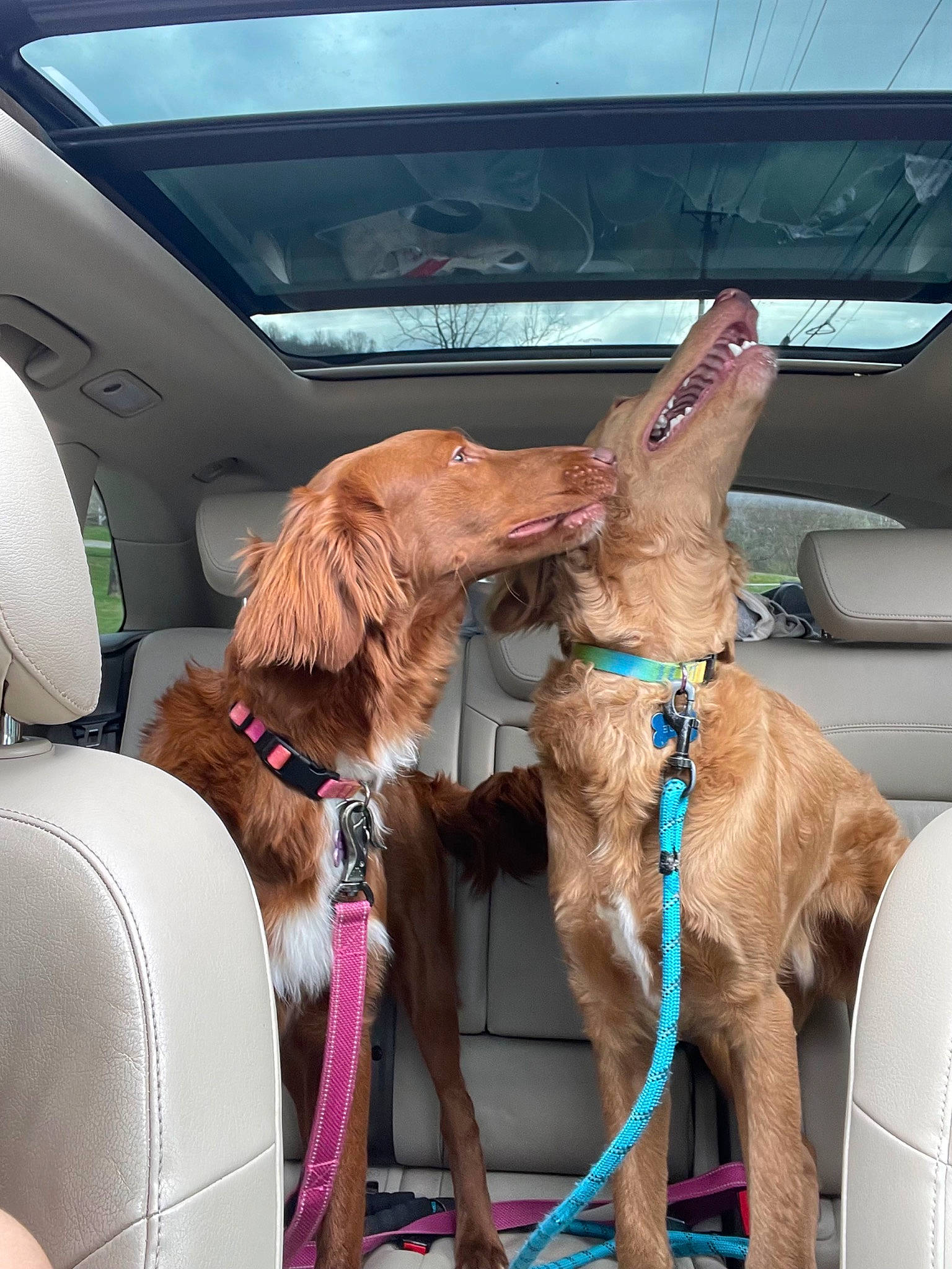 Blue And Fiona is registered to the contest to win money with this photo: canidae, car, car_seat, car_seat_cover, carnivore, collar, companion_dog, dog, dog_breed, dog_collar, fawn, liver, mammal, motor_vehicle, snout, sporting_group, vehicle, vehicle_door, window, working_animal