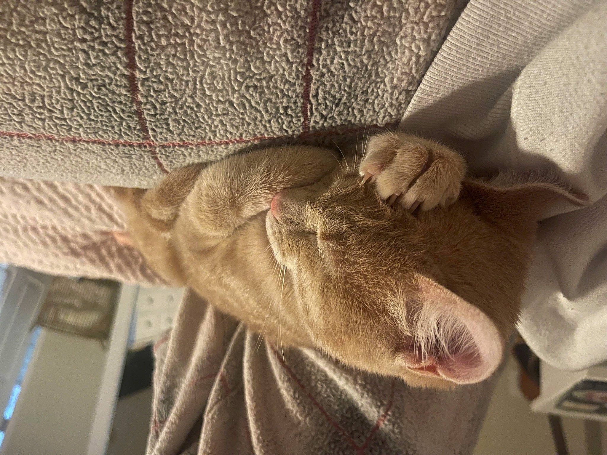 Jasper is registered to the contest to win money with this photo: comfort, fawn, felidae, fur, fur_clothing, gesture, gunny_sack, jaw, linens, sleeve, small_to_medium_sized_cats, tail, terrestrial_animal, textile, whiskers, wood, wool, woolen, woven_fabric, wrinkle