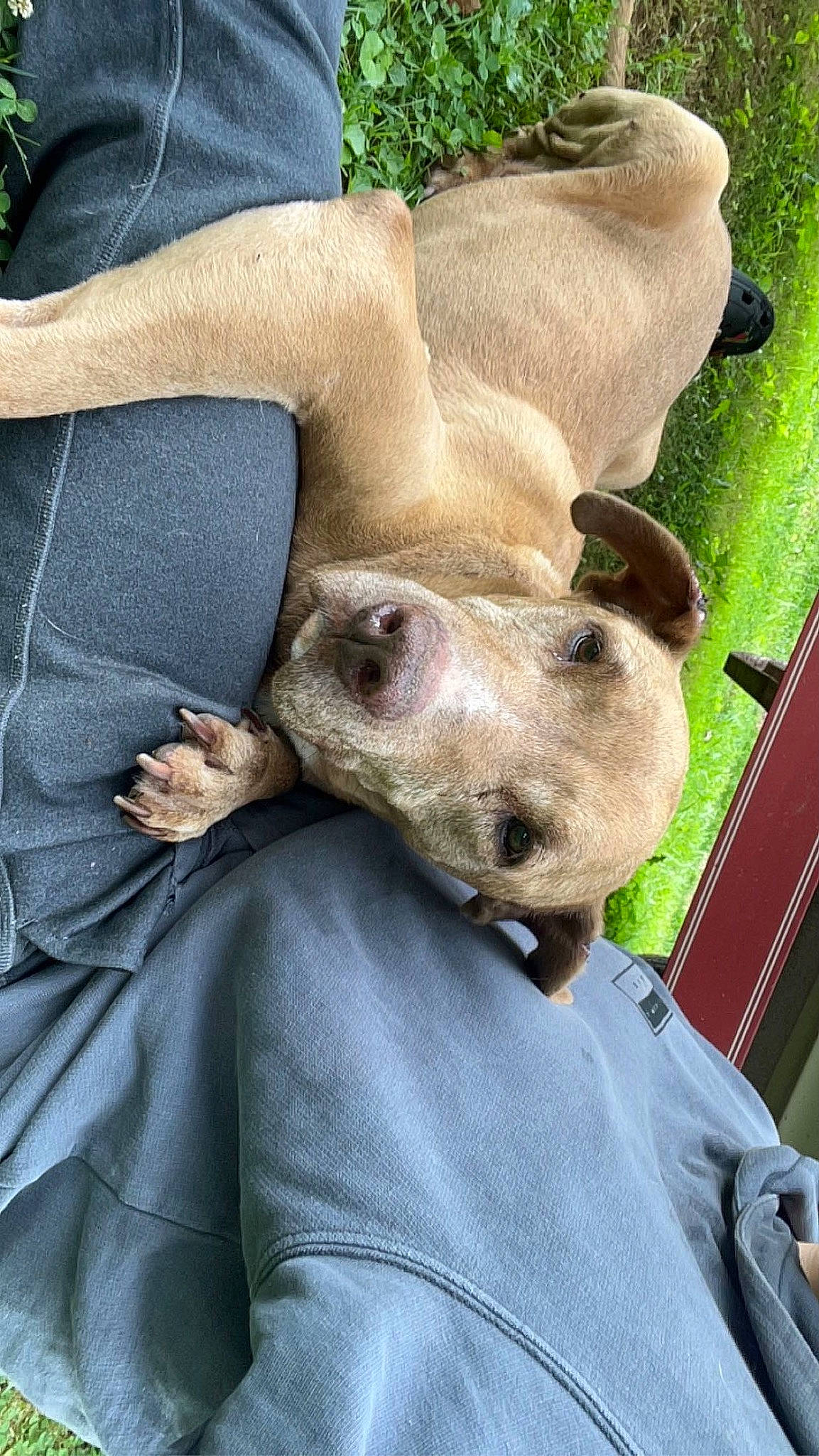 Apollo joined the competition — help win amazing prizes! canidae, carnivore, comfort, companion_dog, dog, dog_breed, ear, fawn, felidae, fur, gesture, grass, marsupial, sitting, small_to_medium_sized_cats, snout, sporting_group, terrestrial_animal, whiskers, working_animal