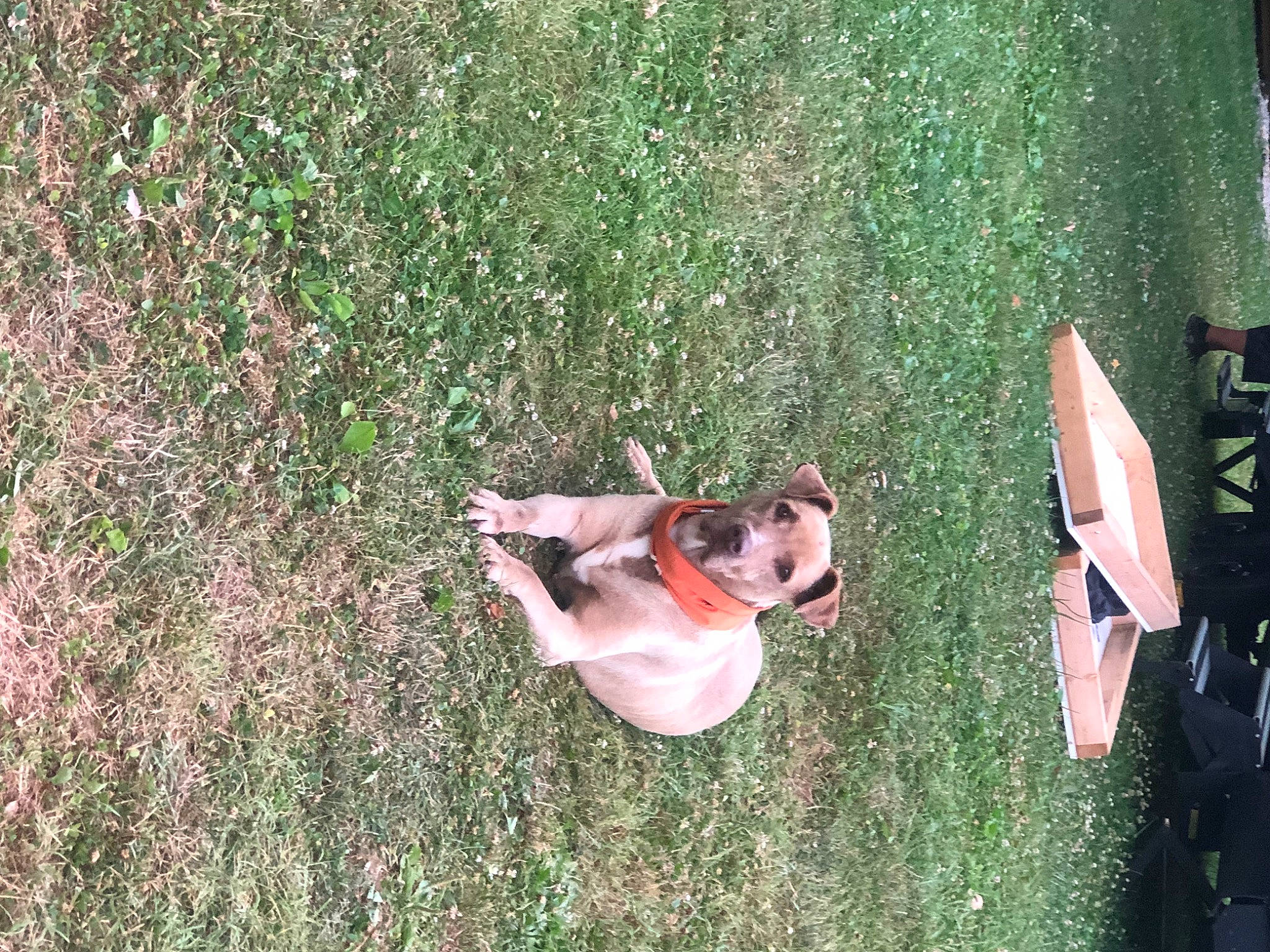 Apollo joined the competition — help win amazing prizes! canidae, carnivore, chair, dog, dog_breed, dress, fawn, fun, grass, grass_family, house, lawn, leisure, people_in_nature, plant, recreation, shrub, sporting_group, tail, tree