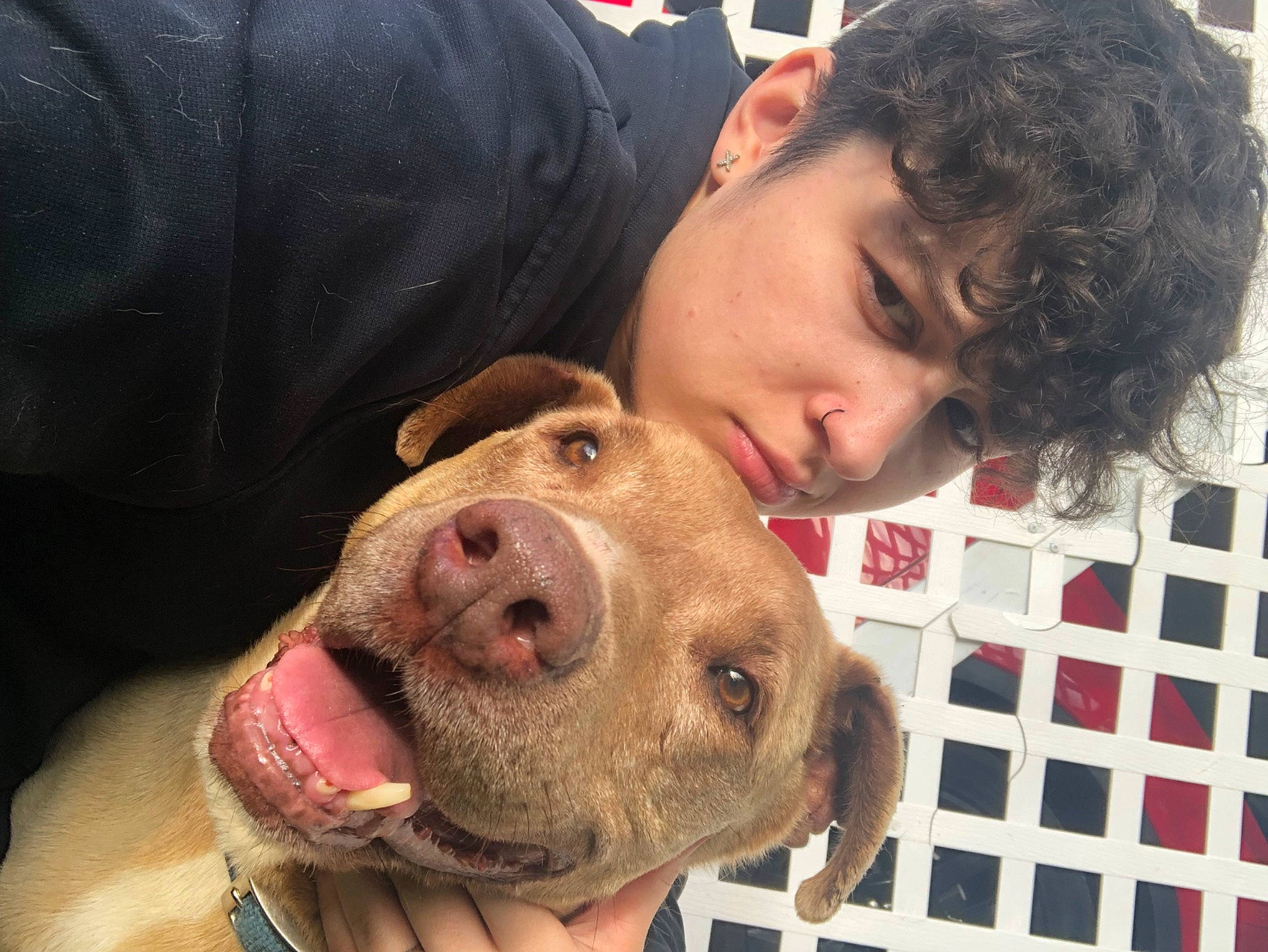 Apollo joined the competition — help win amazing prizes! canidae, carnivore, comfort, companion_dog, dog, dog_breed, dog_supply, ear, fawn, fur, jaw, liver, nose, selfie, smile, snout, sporting_group, whiskers, working_animal, wrinkle