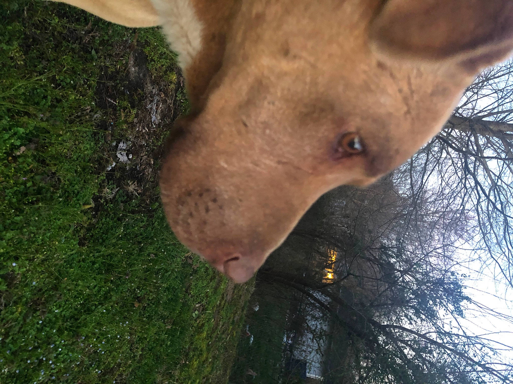 Apollo is registered to the contest to win money with this photo: canidae, dog_breed, fawn, fur, grass, grazing, jaw, landscape, plant, sky, snout, sporting_group, terrestrial_animal, tree, trunk, twig, whiskers, wildlife, wood, working_animal