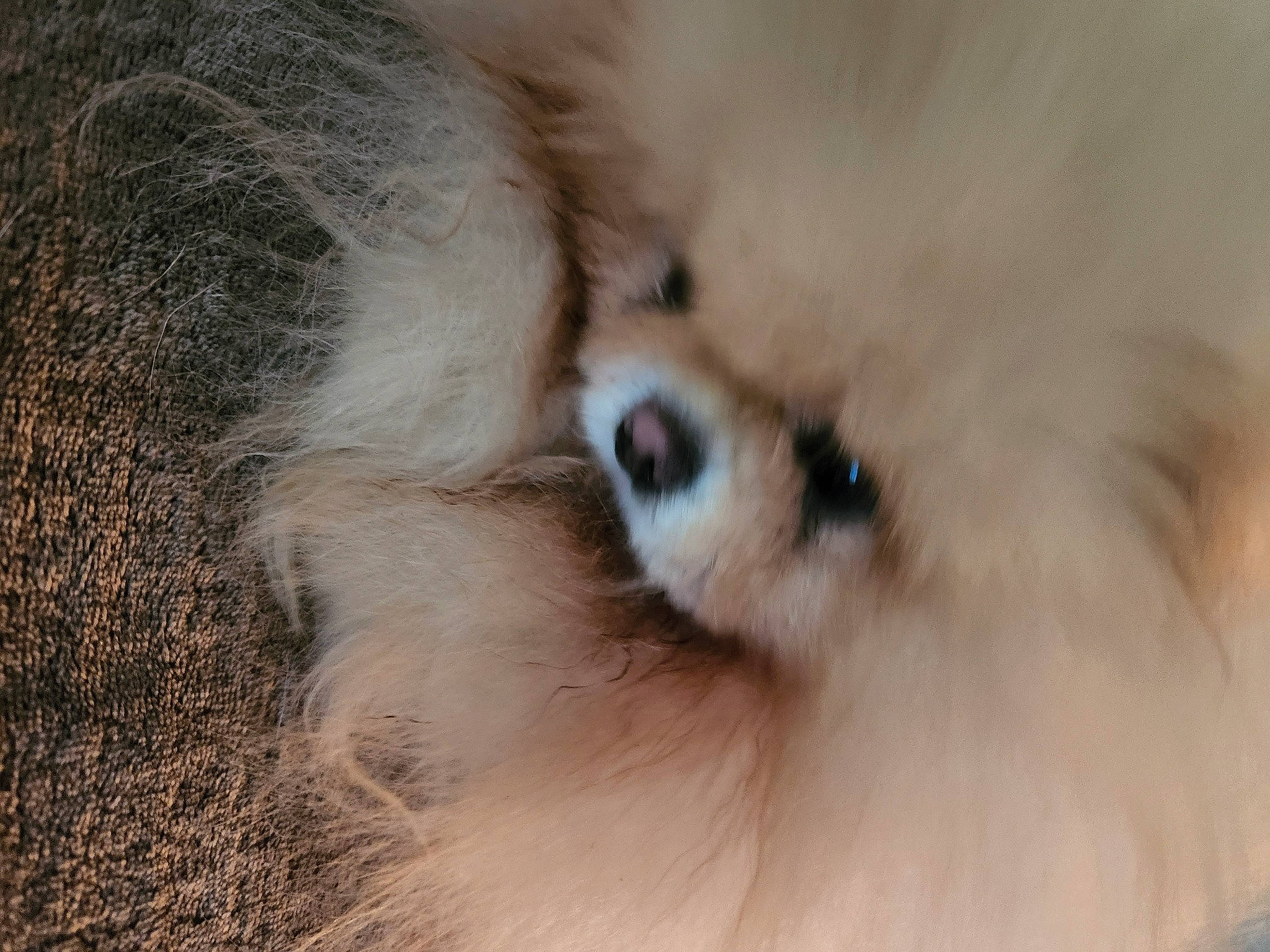 Piñata Colida joined the competition — help win amazing prizes! canidae, carnivore, close_up, companion_dog, dog, dog_breed, ear, eyelash, fawn, fur, german_spitz, german_spitz_klein, german_spitz_mittel, snout, spitz, sporting_group, toy_dog, volpino_italiano, whiskers, working_animal