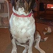 Ahyoka is registered to the contest to win money with this photo: dog, indoor, carpet, collar, pet, animal, furniture, heater, fan, living_room, brown, white, black, sitting, canine, domestic_animal, household, cozy, home, warm