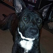 Kilo joined the competition — help win amazing prizes! dog, pet, indoor, carpet, ears, black, white_chest, animal, canine, looking, lying_down, shelving, books, dvds, living_room, fur, muzzle, collar, domestic_animal, curious