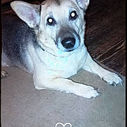 Alexander is registered to the contest to win money with this photo: dog, german_shepherd, lying_down, carpet, wooden_floor, indoor, pet, animal, ears, face, canine, looking_up, flash, glowing_eyes, vignette, heart_doodle, floor, domestic_animal, mammal, companion