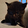 kitten, black_cat, pet, animal, cute, feline, small, fur, whiskers, ears, eyes, indoor, soft, curious, young, mammal, domestic, closeup, sitting, adorable