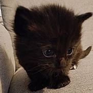 Shadow participe au concours pour gagner de l'argent avec cette photo : kitten, cat, furry, black_fur, small, cute, pet, animal, indoor, couch, fabric, whiskers, paws, exploring, young, domestic_cat, closeup, curious, feline, soft