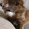 Shadow participe au concours pour gagner de l'argent avec cette photo : kitten, cat, blue_eyes, fluffy, brown_fur, white_patch, pet, animal, cute, side_view, young, feline, indoor, cozy, texture, soft, whiskers, small, curious, closeup
