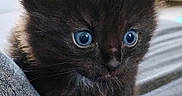 Shadow participe au concours pour gagner de l'argent avec cette photo : kitten, black_cat, blue_eyes, close_up, pet, animal, furry, cute, small, indoor, soft_texture, fur, whiskers, curious, young, domestic_cat, gray_fabric, portrait, fluffy, close_range