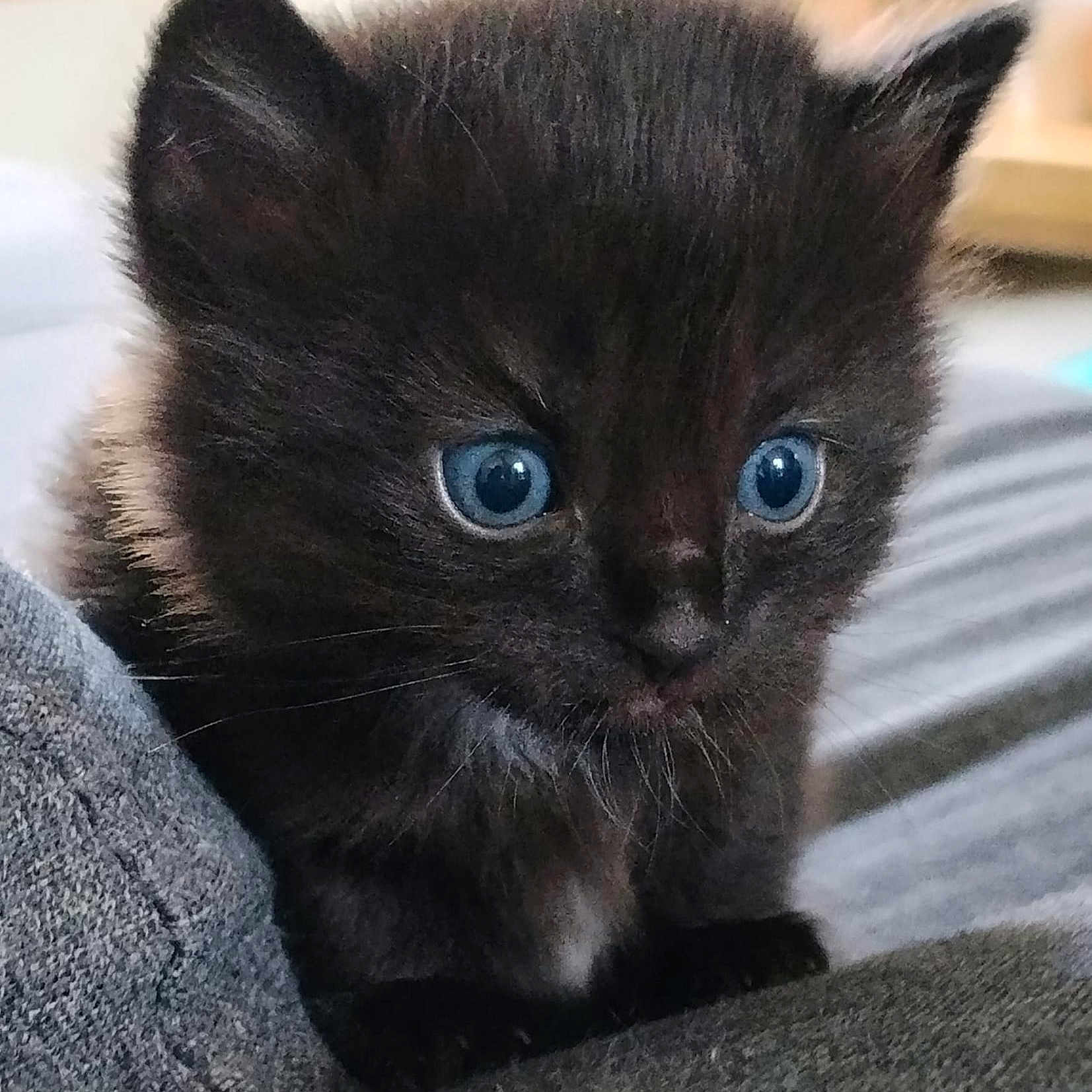 Shadow participe au concours pour gagner de l'argent avec cette photo : kitten, black_cat, blue_eyes, close_up, pet, animal, furry, cute, small, indoor, soft_texture, fur, whiskers, curious, young, domestic_cat, gray_fabric, portrait, fluffy, close_range