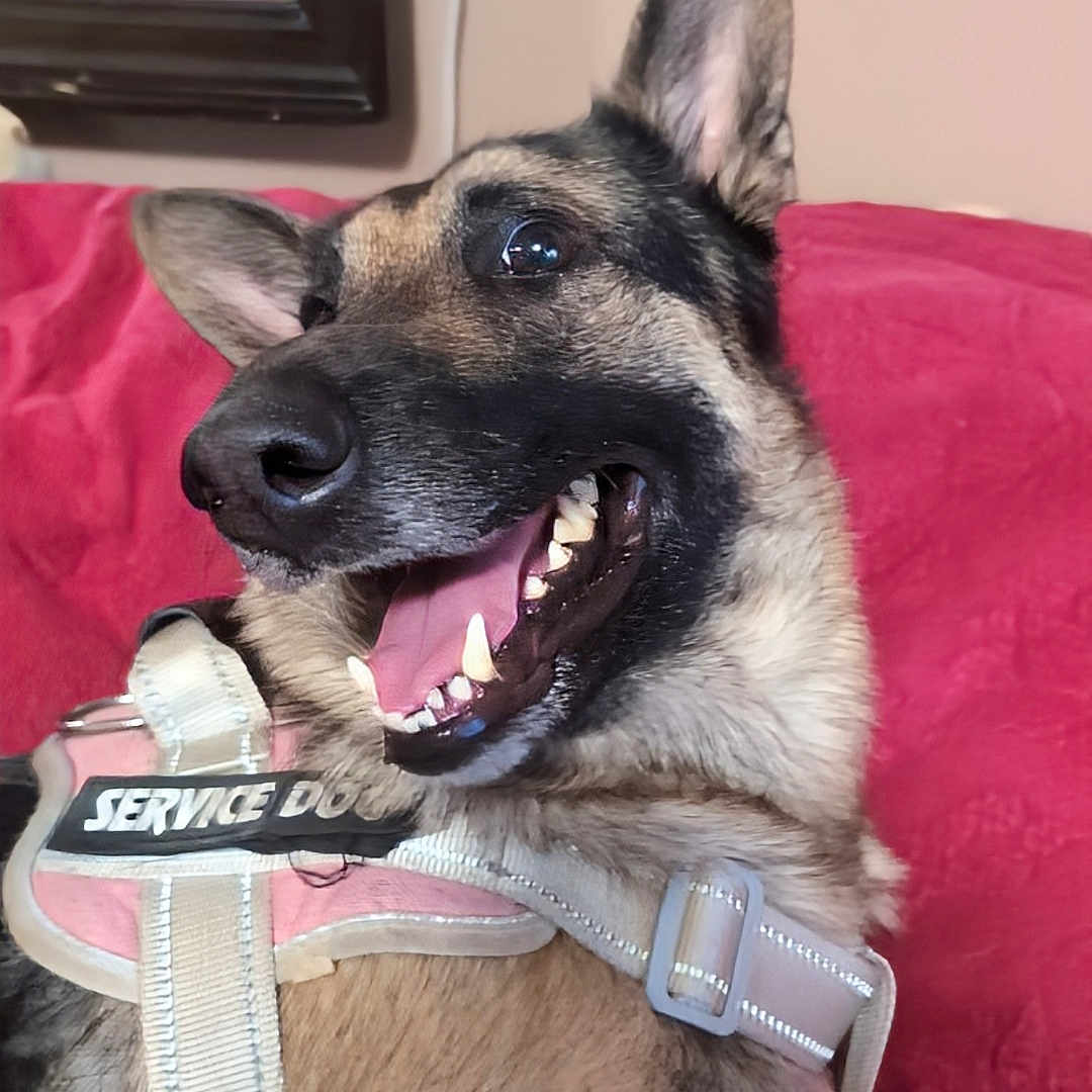 Nirvana is registered to the contest to win money with this photo: animal, canine, close_up, collar, dog, domestic_animal, ears, fur, happy, harness, indoors, looking_away, mirror, pet, red_couch, reflection, service_dog, smiling, teeth, tongue
