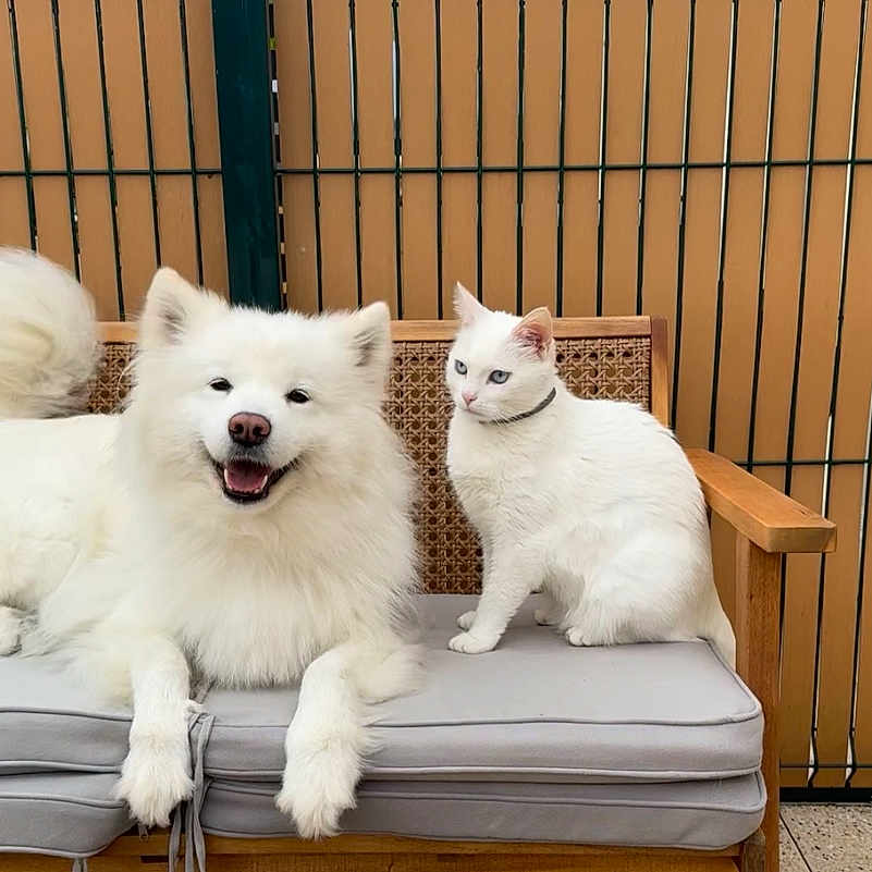 Maya a rejoint le concours — aidez-le/la à gagner de superbes lots ! animal, canine, cat, dog, dogbed, eskimodog, pet, puppy, whitedog