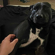 Shiny is registered to the contest to win money with this photo: animal, black_dog, blanket, carpet, casual, clothing, comfort, companion, dog, domestic, hand, home, indoor, interior, leopard_print, petting, pile_of_clothes, relaxed, white_markings, wooden_wall