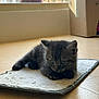 kitten, cat, pet, animal, indoor, floor, mat, gray_fur, young, cute, feline, resting, domestic, soft_light, curious, small, cozy, box, window, home