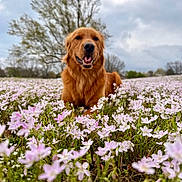 Kekoa joined the competition — help win amazing prizes! dog, golden_retriever, flower_field, pink_flowers, grass, outdoor, nature, cloudy_sky, tree, canine, pet, animal, happy, lying_down, muzzle, fur, tongue, summer, spring, landscape