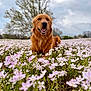 dog, golden_retriever, flower_field, pink_flowers, grass, outdoor, nature, cloudy_sky, tree, canine, pet, animal, happy, lying_down, muzzle, fur, tongue, summer, spring, landscape