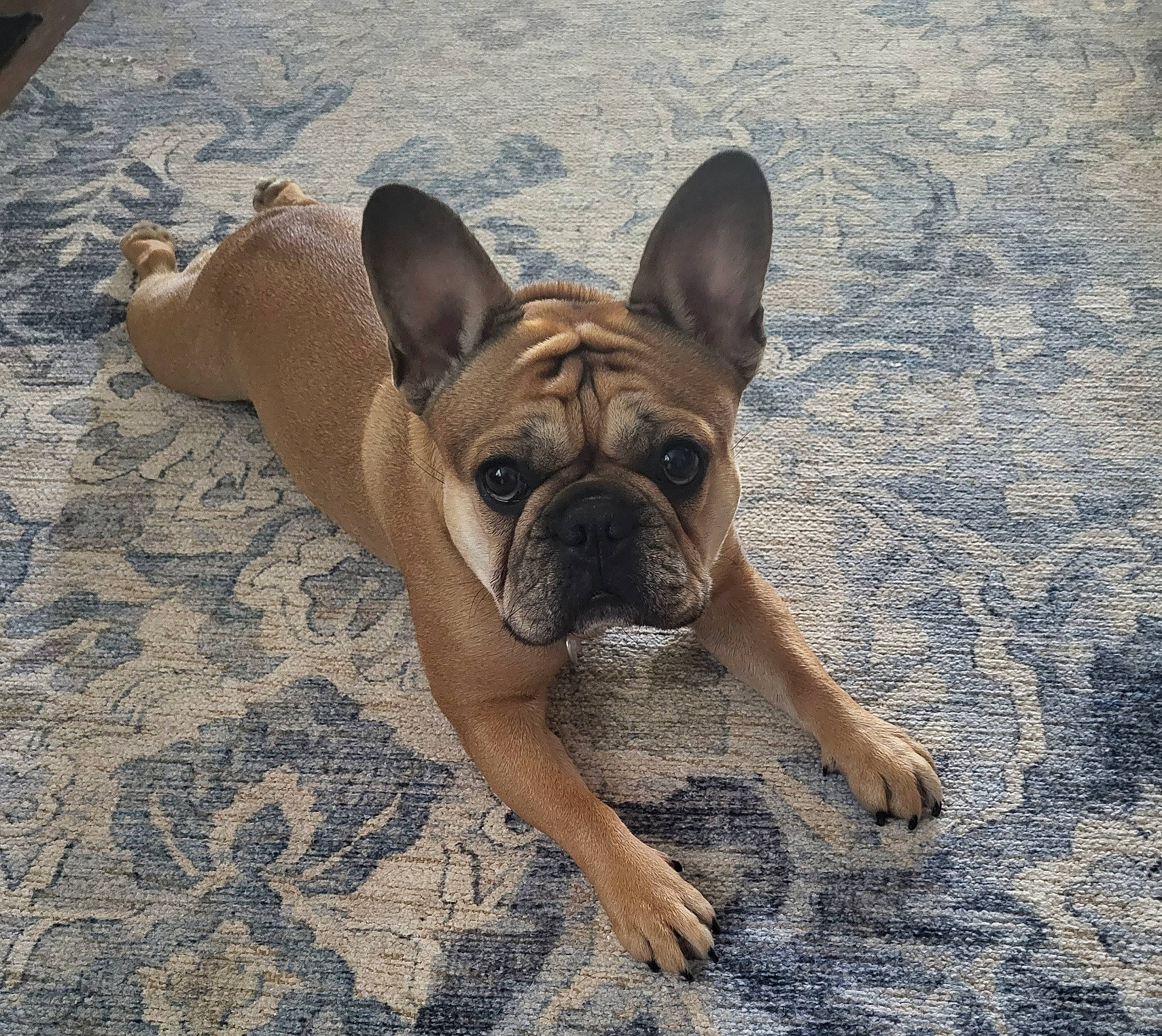 Bella Rose joined the competition — help win amazing prizes! ancient_dog_breeds, bulldog, canidae, carnivore, companion_dog, dog, dog_breed, fawn, flooring, foot, molosser, non_sporting_group, snout, sporting_group, terrestrial_animal, whiskers, working_animal, working_dog, wrinkle