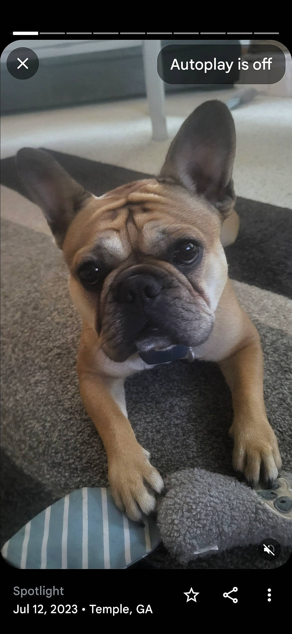 Bella Rose joined the competition — help win amazing prizes! bulldog, canidae, carnivore, comfort, companion_dog, dog, dog_breed, ear, fawn, grass, non_sporting_group, plaid, snout, sporting_group, tartan, terrestrial_animal, toy_dog, whiskers, working_animal, wrinkle