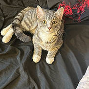 Seven is registered to the contest to win money with this photo: abyssinian, adult, animal, bed, blanket, cat, couch, cushion, female, furniture, homedecor, indoors, kitten, manx, person, pet, quilt, slate, sleeping, woman