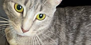 Seven joined the competition — help win amazing prizes! abyssinian, angora, animal, blanket, cat, egyptiancat, kitten, manx, pet, siamese