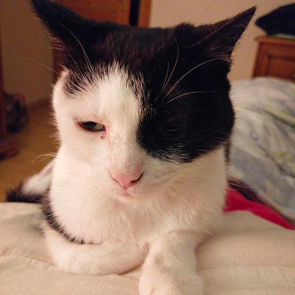 Fifine Marchini participe au concours pour gagner de l'argent avec cette photo : cat, black_and_white, tuxedo_cat, animal, pet, portrait, close_up, face, whiskers, pink_nose, green_eyes, fur, lying_down, bed, indoors, bedroom, cozy, cute, relaxed, photography